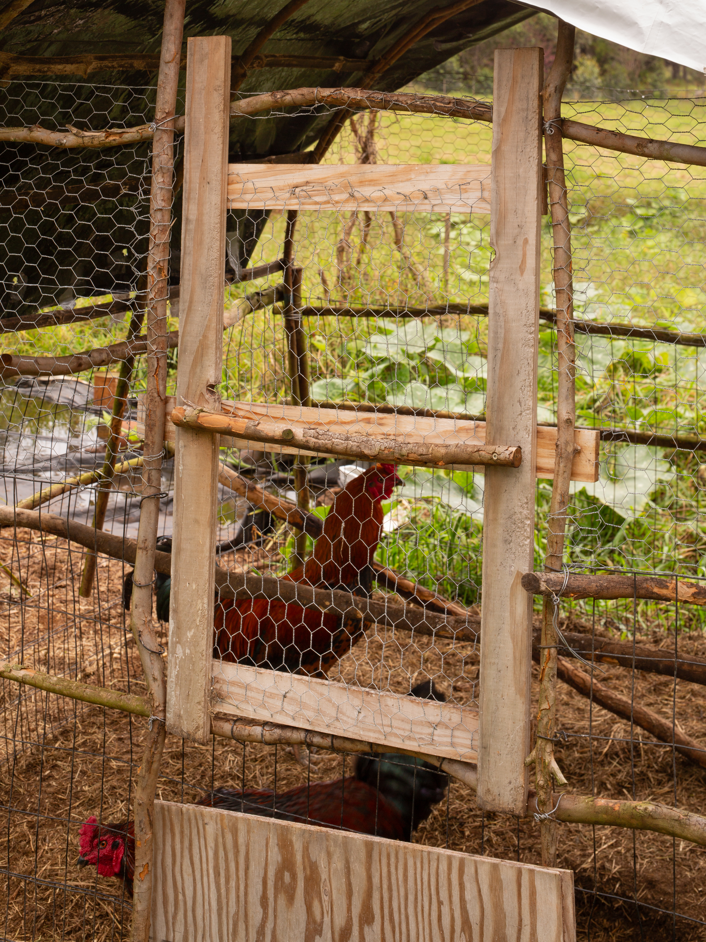 Chicken enclosure